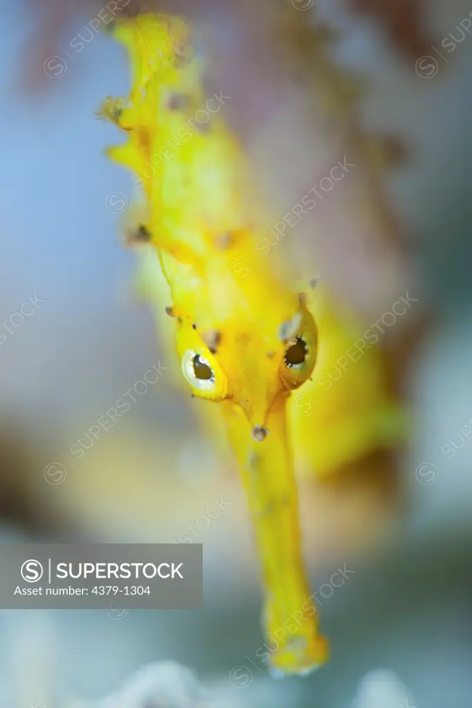 Portrait of Yellow Thorny Seahorse
