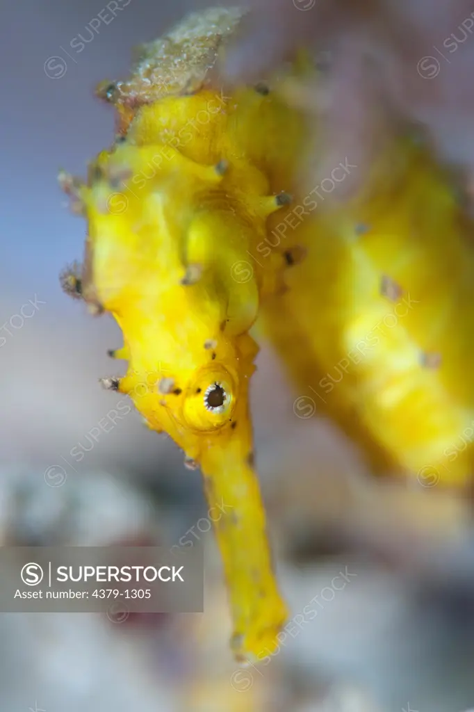 Portrait of Yellow Thorny Seahorse