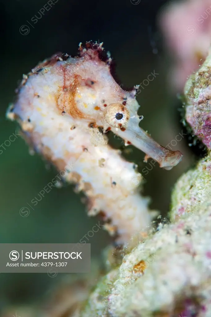 Juvenile Thorny Seahorse