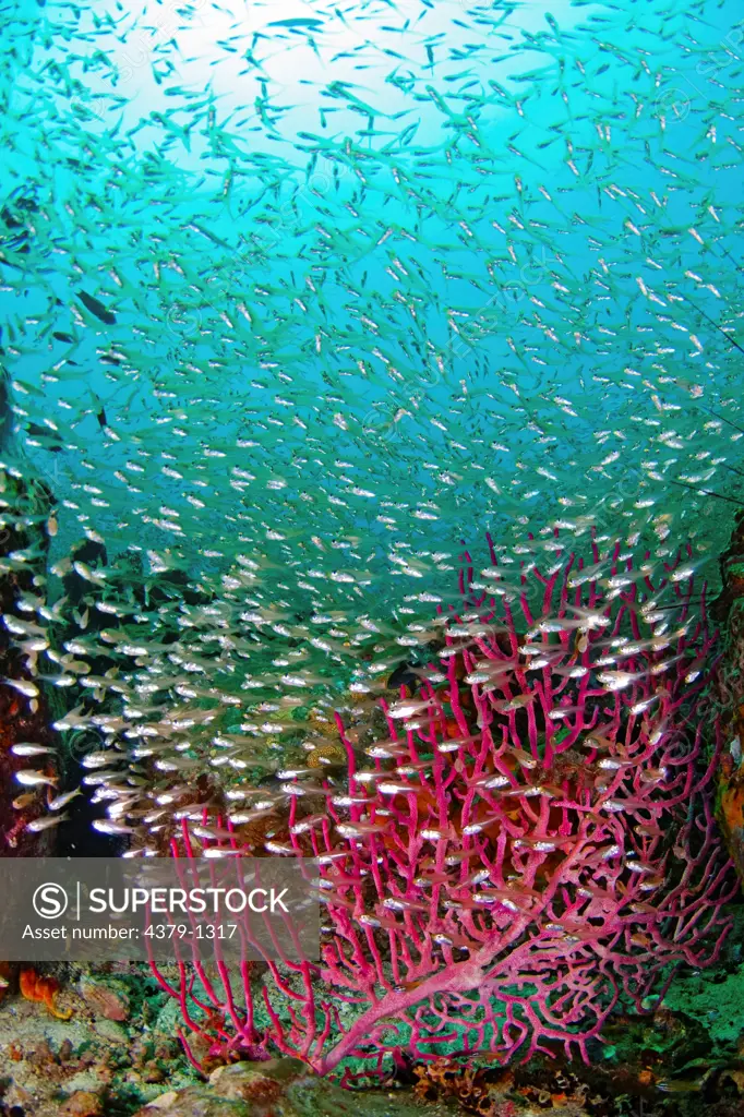 Seafan With School of Silvery Fish
