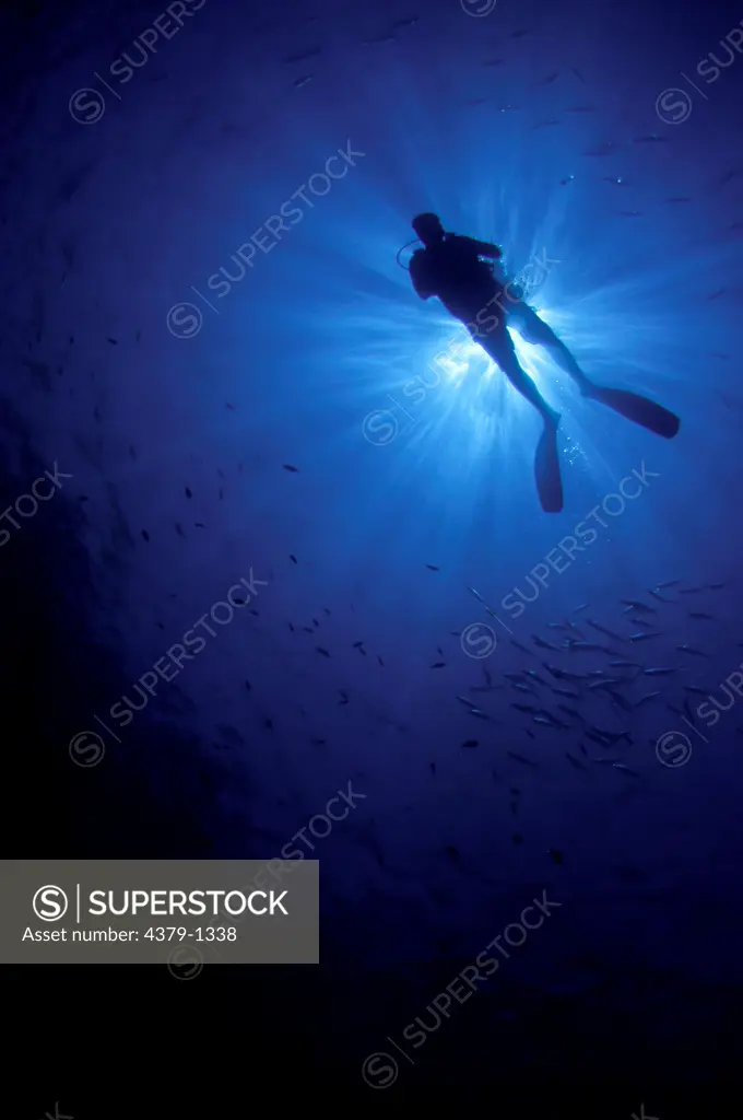 Silhouette of a scuba diver swimming underwater, Gaafu Alifu Atoll, Maldives