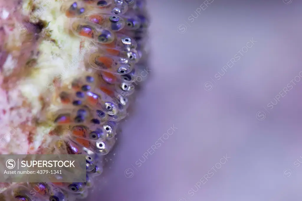 Detail of anemonefish (Amphiprion Sp.) developing eggs, Gaafu Alifu Atoll, Maldives