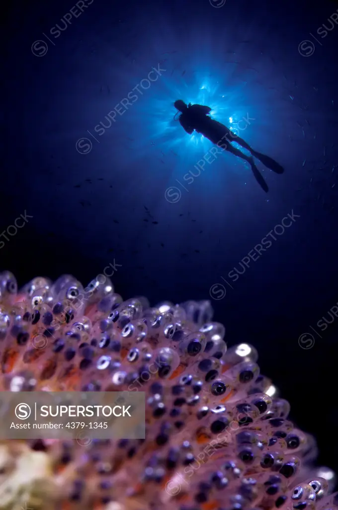 Anemonefish (Amphiprion Sp.) with scuba diver swimming underwater, Gaafu Alifu Atoll, Maldives