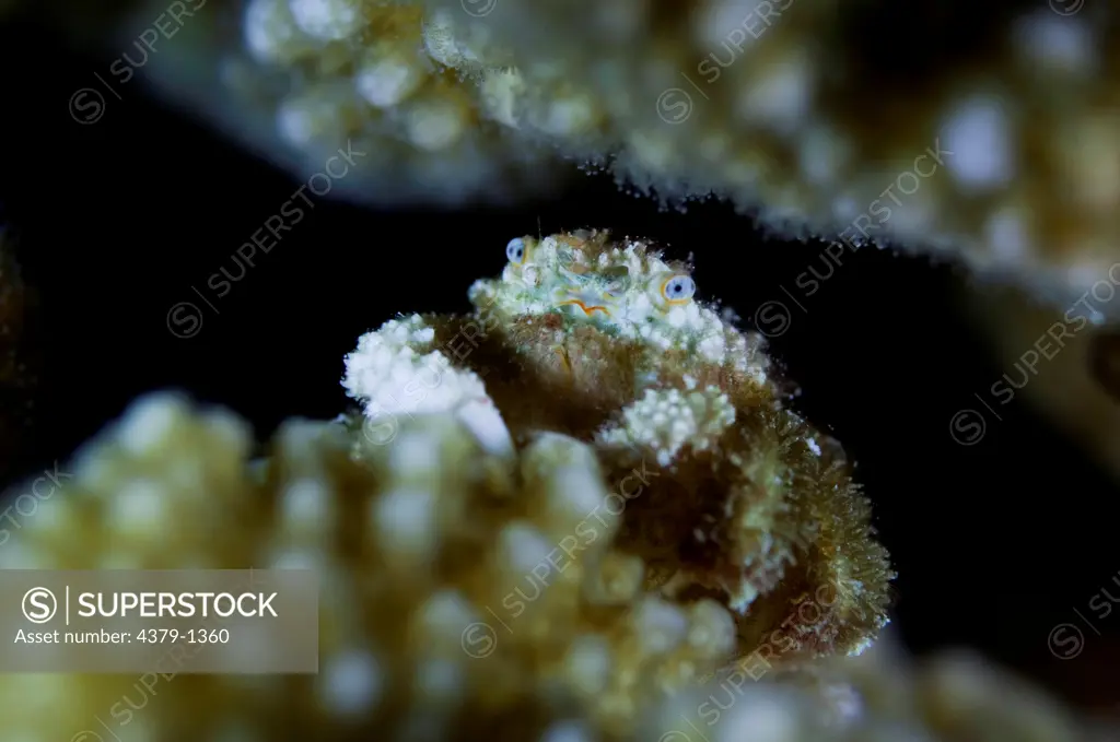 Furry coral crab (Cymo melanodactylus) resting on coral, South Male Atoll, Maldives