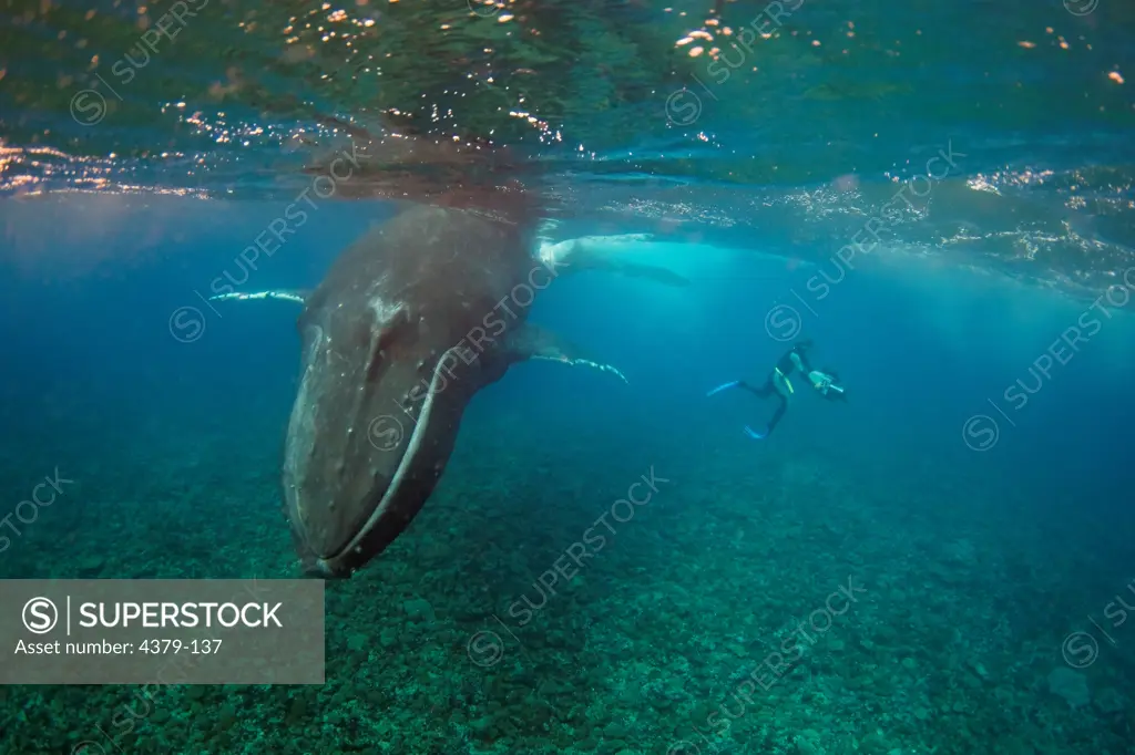 A filmmaker films a humpback whale (Megaptera novaeangliae), Toku, Vava'u, Tonga.