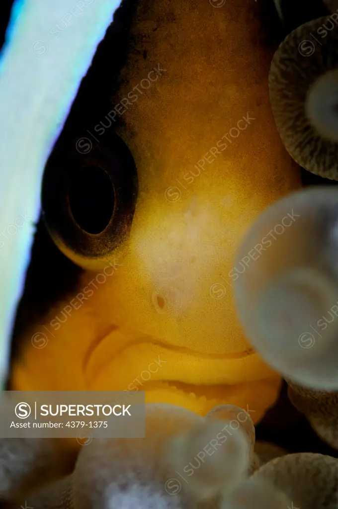 Clark's anemonefish (Amphiprion clarkii) head poking out of host anemone, South Male Atoll, Maldives