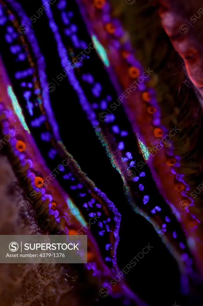 Close-up of details of mantle of Giant Clam (Tridacna gigas), South Male Atoll, Maldives