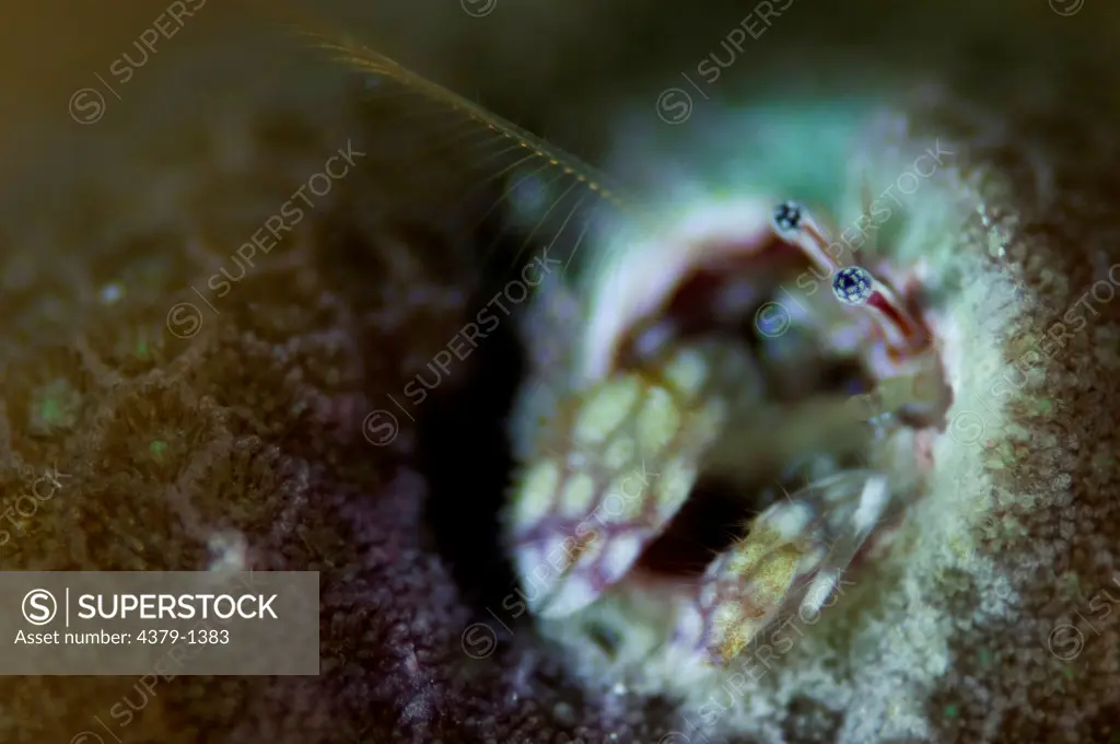 Close-up of a details of a coral Hermit crab (Paguritta harmsi), South Male Atoll, Maldives