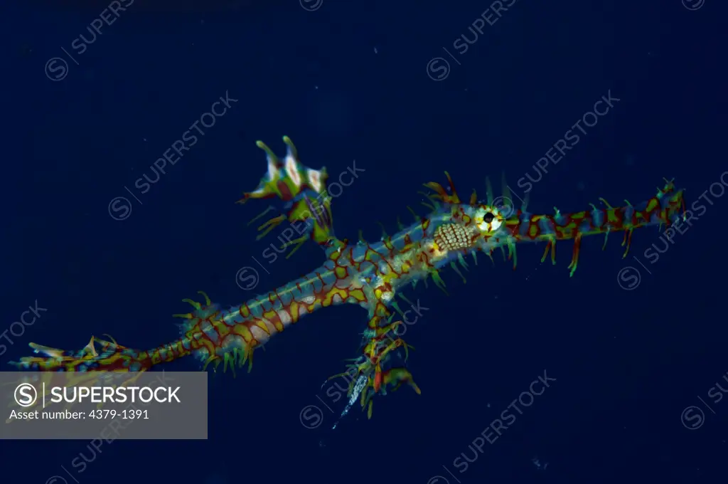 Close-up of Ornate Ghost Pipefish (Solenostomus paradoxus) Floating, South Male Atoll, Maldives