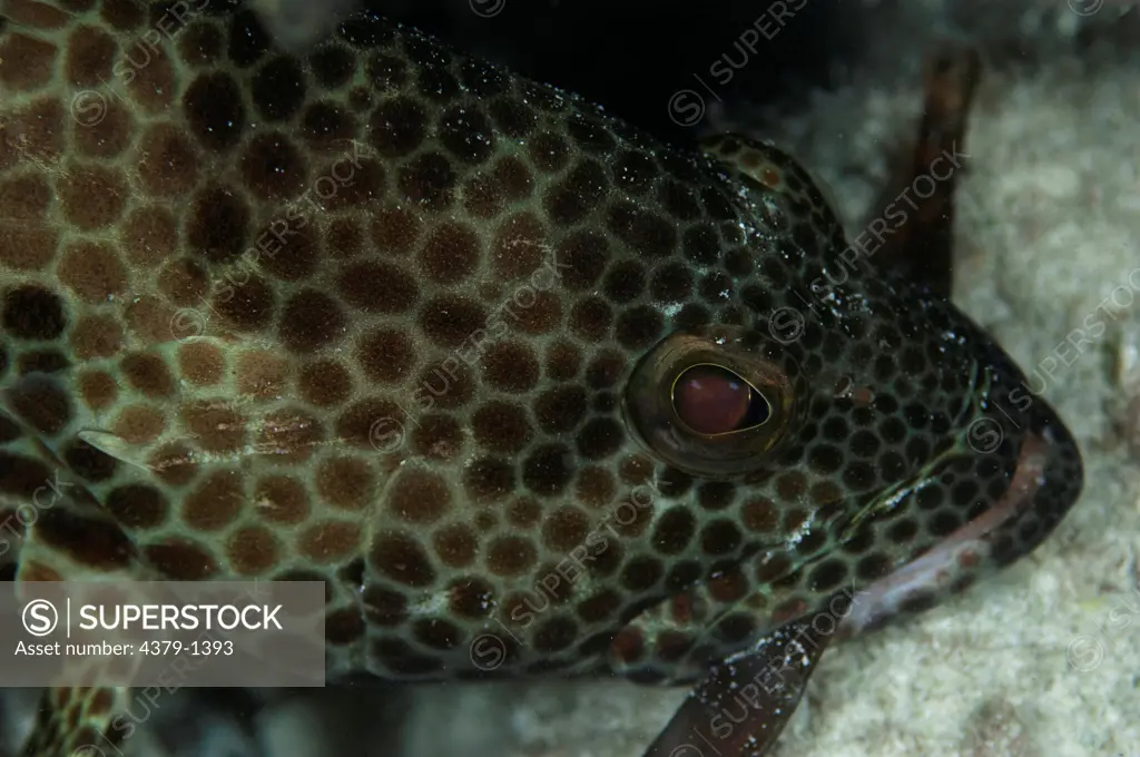 Close-up of Honeycomb grouper (Epinephelus merra) with pipefish in its mouth, South Male Atoll, Maldives