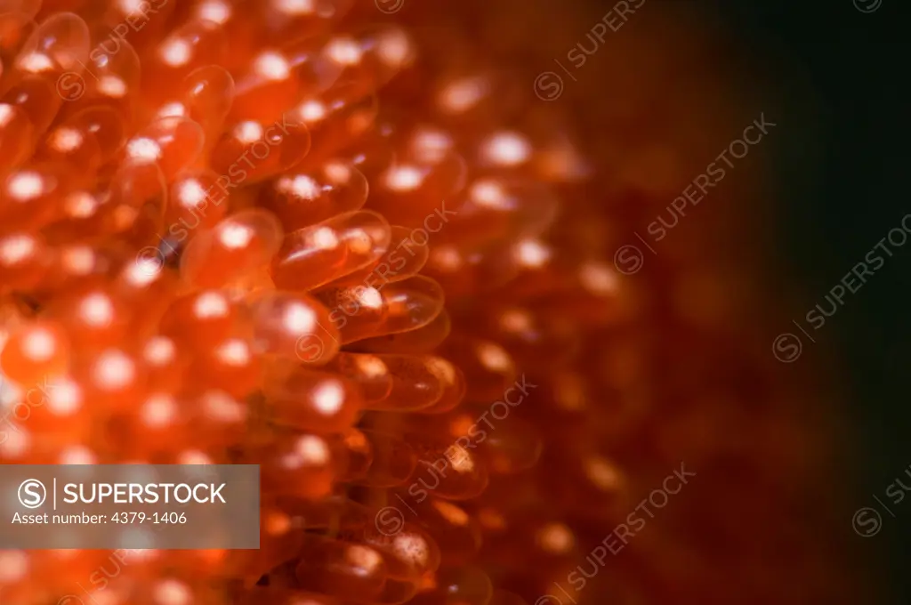 Close-up of details of anemonefish developing eggs, Gaafu Alifu Atoll, Maldives