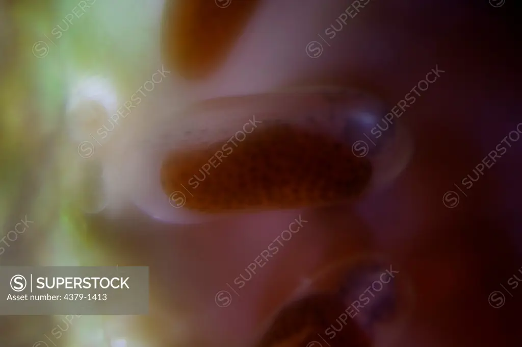 Close-up of details of anemonefish developing eggs, Gaafu Alifu Atoll, Maldives