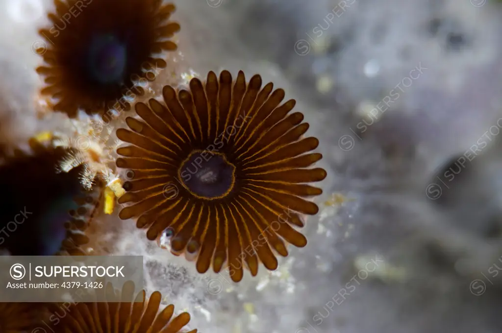 Close-up of coral polyp, Gaafu Alifu Atoll, Maldives