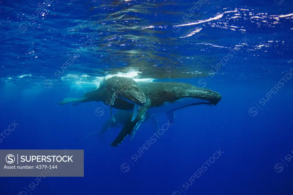 A humpback whale (Megaptera novaeangliae) and calf, Toku, Vava'u, Tonga.