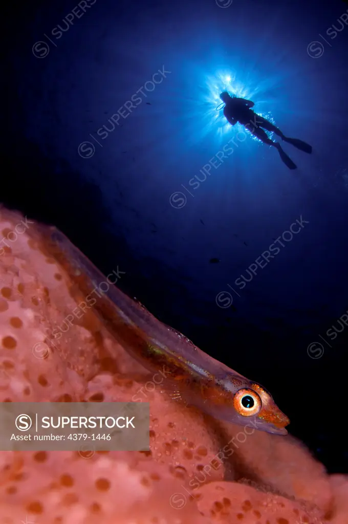 Common Ghost Goby (Pleurosicya mossambica) with silhouetted diver in background, Gaafu Alifu Atoll, Maldives