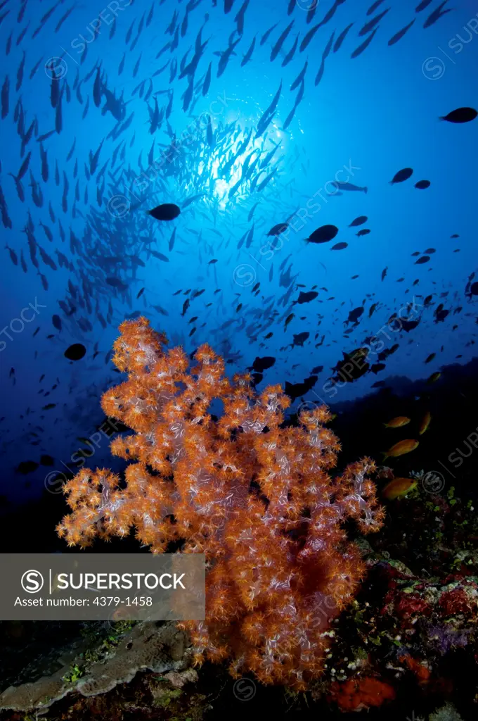 Soft coral (Dendronephthya sp.) on reef with school of fish in background, Vaavu Atoll, Maldives
