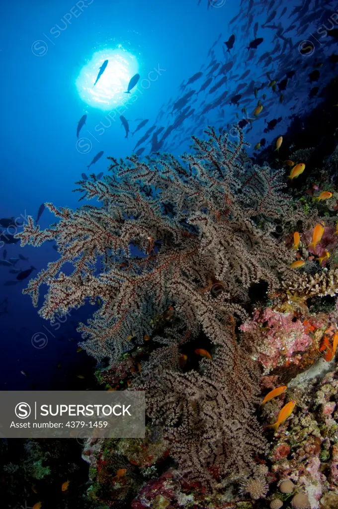 Gorgonian sea fan (Acalycigorgia sp.) with Anthias and school of fish in background, Vaavu Atoll, Maldives