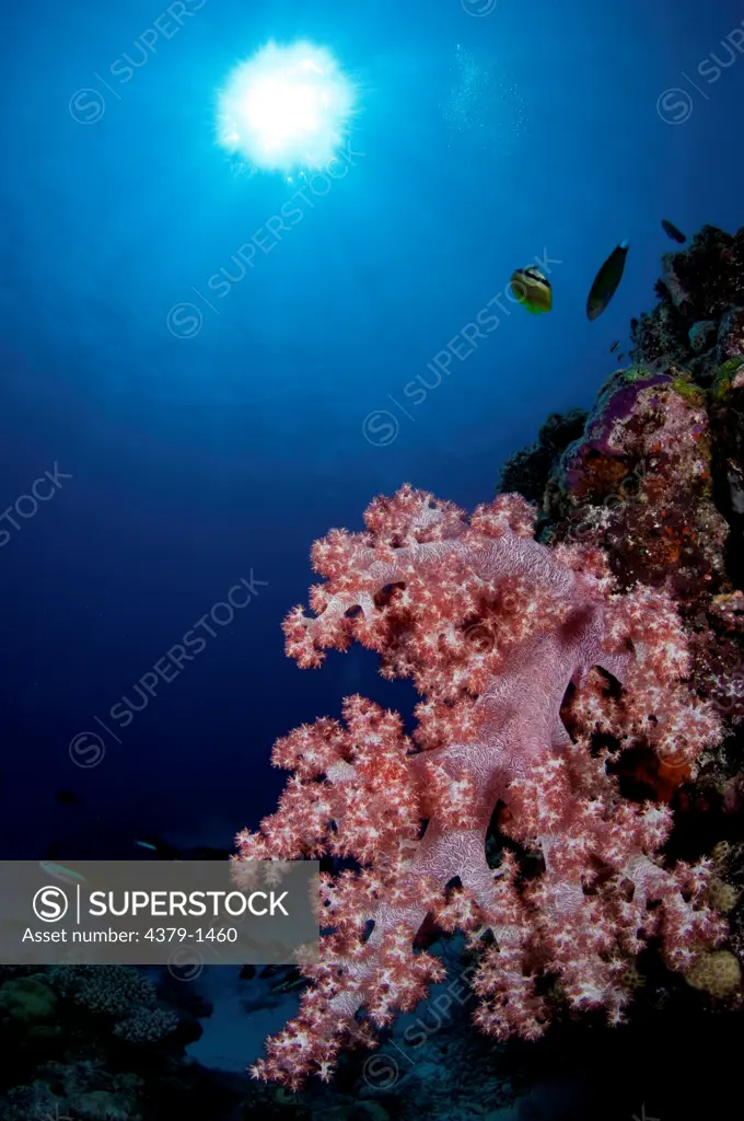 Pink Dendronephthya soft coral with sunburst in background, Vaavu Atoll, Maldives