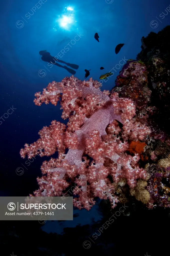 Pink Dendronephthya soft coral with silhouette of scuba diver and sunburst in background, Vaavu Atoll, Maldives