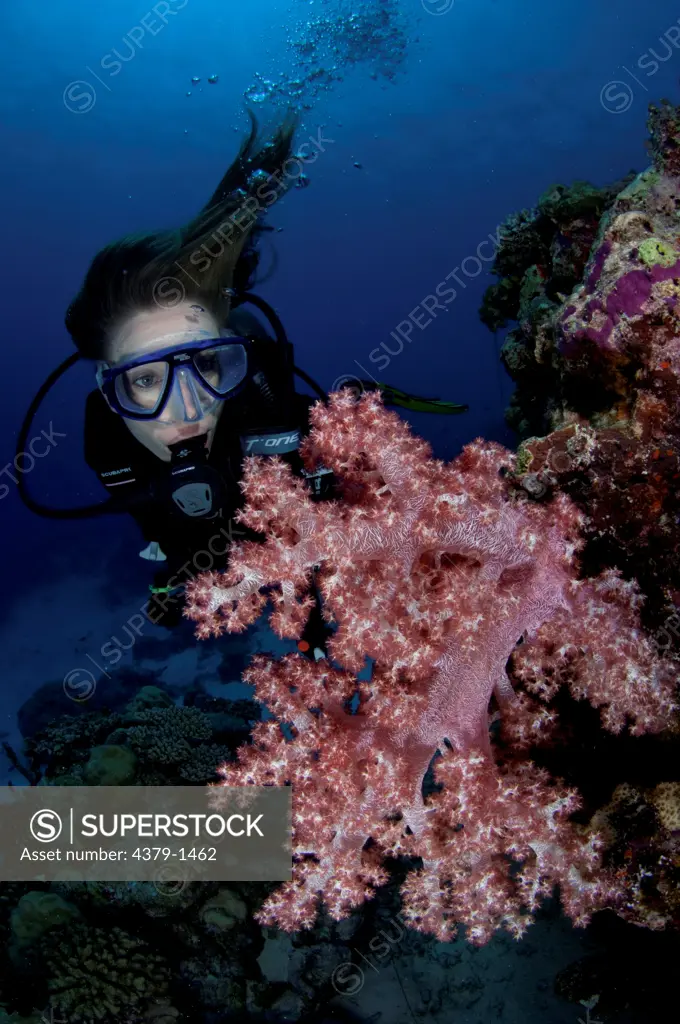 Scuba diver looking at a pink Dendronephthya soft coral on wall, Vaavu Atoll, Maldives