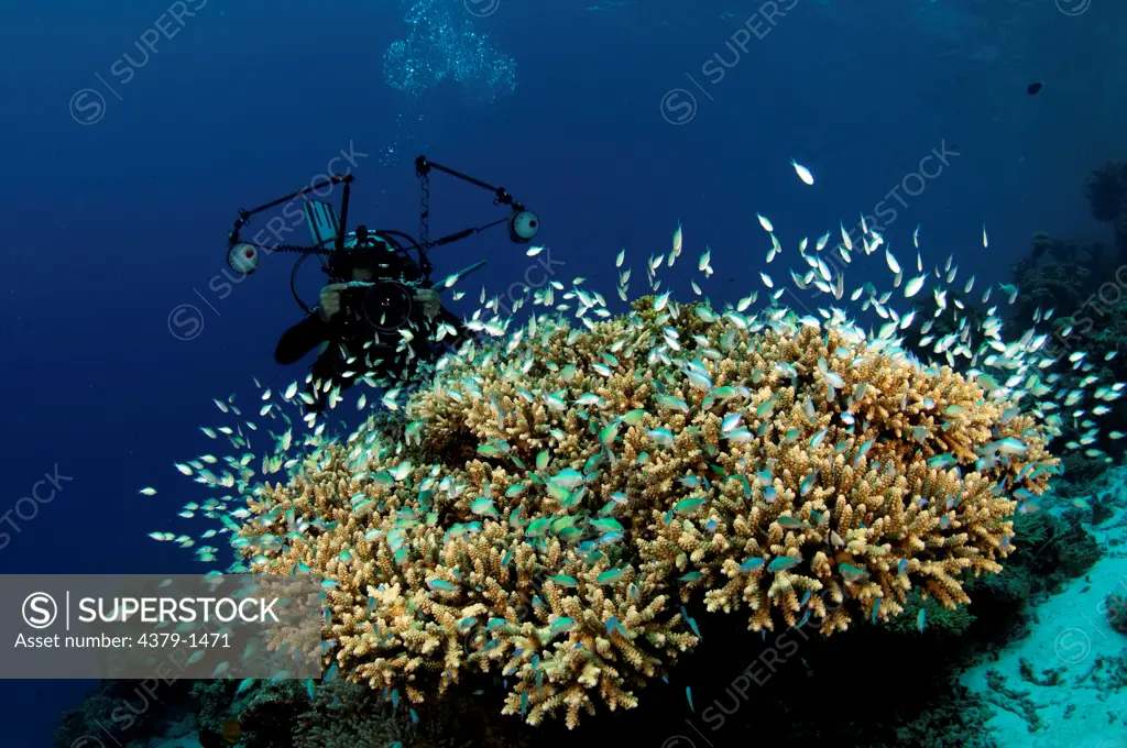Scuba diver photographing school of Green pullers (Chromis viridis) sheltering in branches of Acropora hard coral, Vaavu Atoll, Maldives