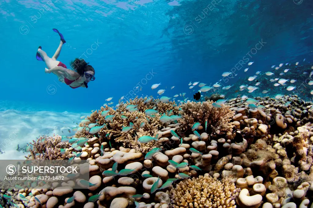 Underwater view of a female tourist looking at large colony of Porites hard coral with school of Green pullers (Chromis viridis), Vaavu Atoll, Maldives