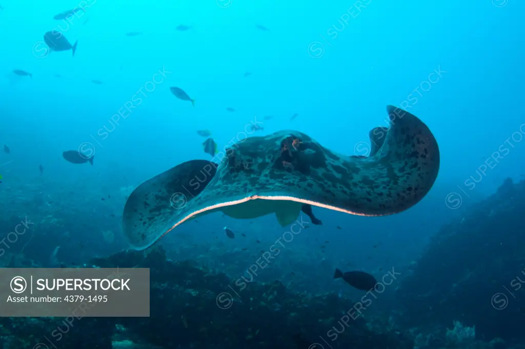 Blotched Fantail ray (Taeniura meyeni) swimming towards camera, Nusa Lembongan, Bali, Indonesia