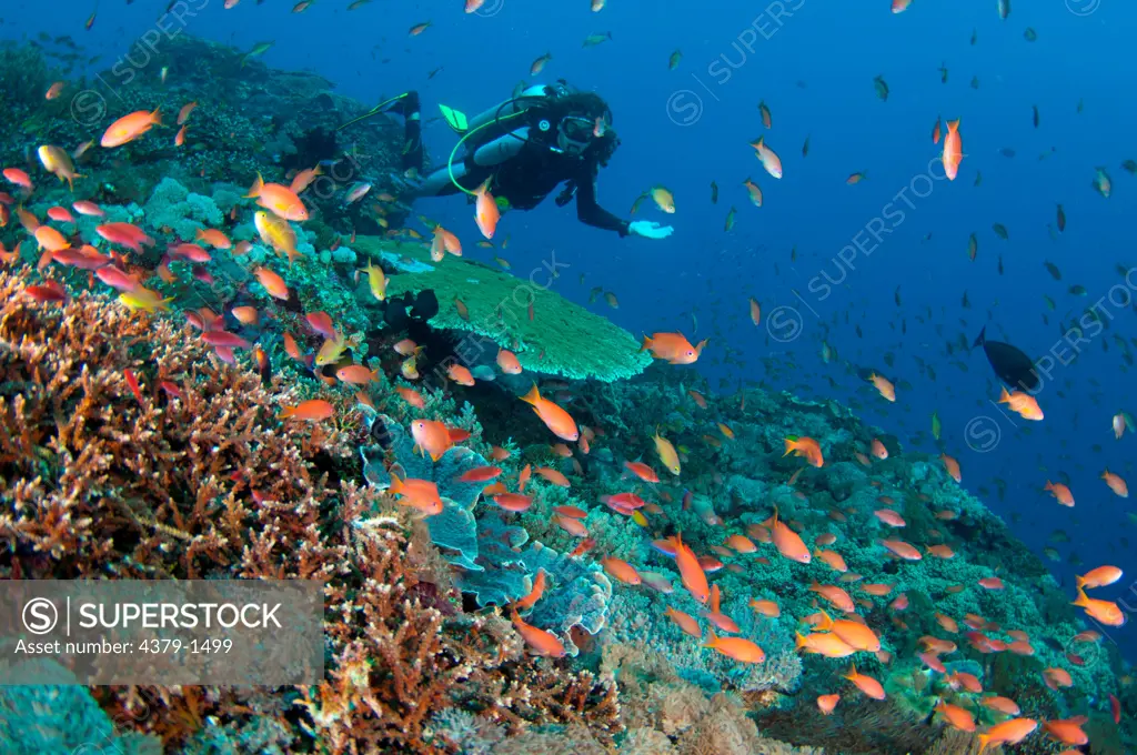 School of fish on colorful reef with scuba diver, Nusa Lembongan, Bali, Indonesia