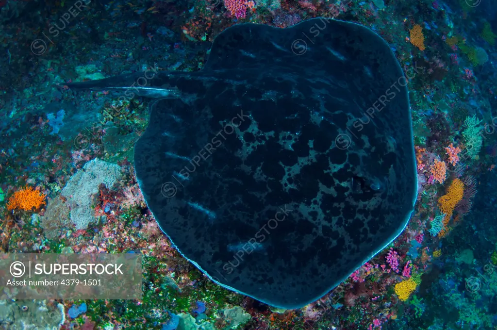 Blotched Fantail ray (Taeniura meyeni) swimming over reef, Nusa Lembongan, Bali, Indonesia