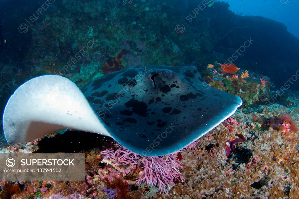 Blotched Fantail ray (Taeniura meyeni) swimming over reef, Nusa Lembongan, Bali, Indonesia