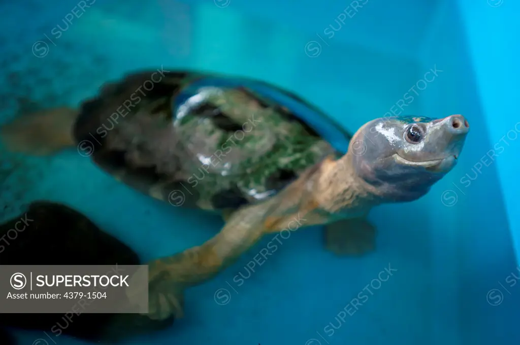 Male Painted terrapin (Batagur borneoensis) at turtle Rearing and Rehabilitation Center, Brunei