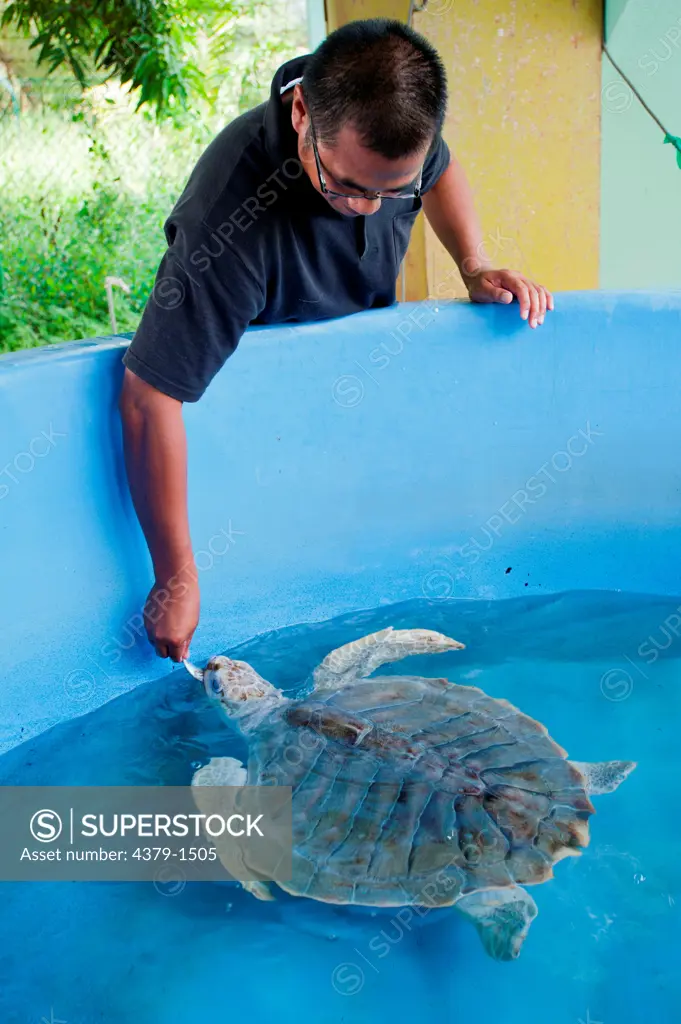 Man feeding a Olive Ridley Sea turtle (Lepidochelys olivacea) on display for students and visitors to the fisheries center, Brunei
