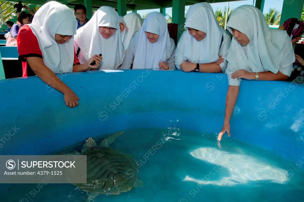 Olive Ridley Sea turtle (Lepidochelys olivacea) on display for students and visitors to the fisheries centre, Brunei