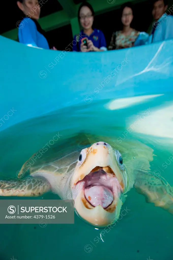 Olive Ridley Sea turtle (Lepidochelys olivacea) at turtle Rearing and Rehabilitation Center, Brunei