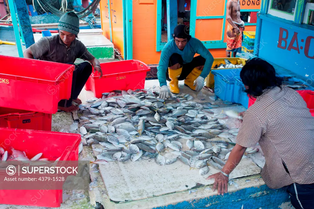 Fishermen sorting the days catch into containers for sale at the market, Brunei