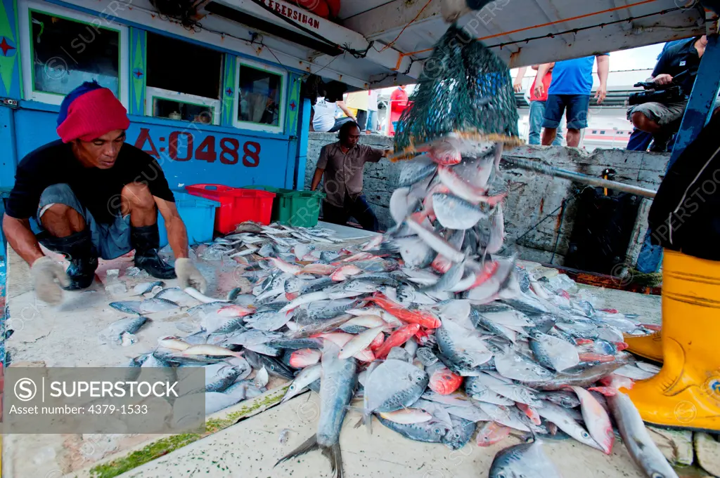 Fishermen sorting fish on their boat for sale at the fish market, Brunei