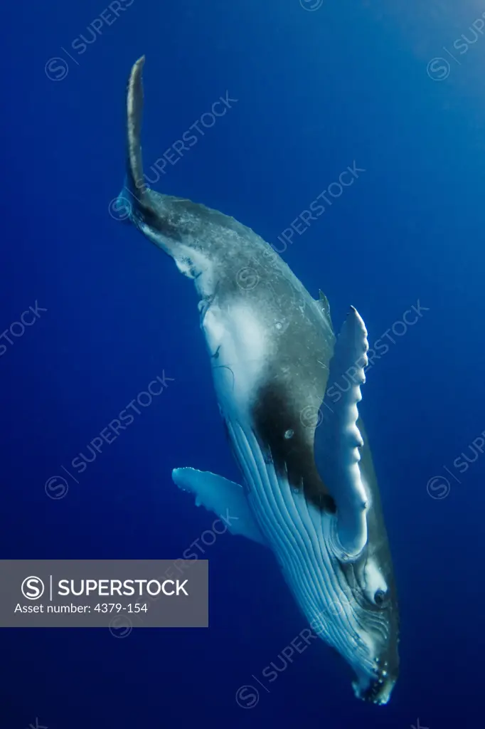 A young humpback whale (Megaptera novaengliae), Toku, Vava'u, Tonga.