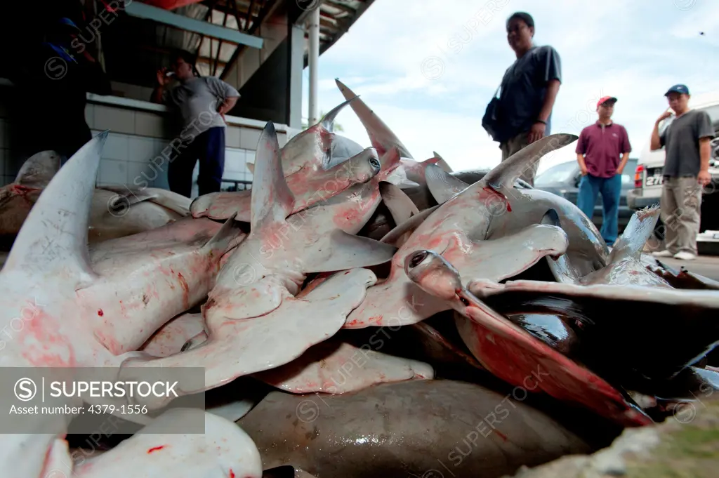 Hammerhead sharks and Rays heaped together to be butchered and finned, Brunei