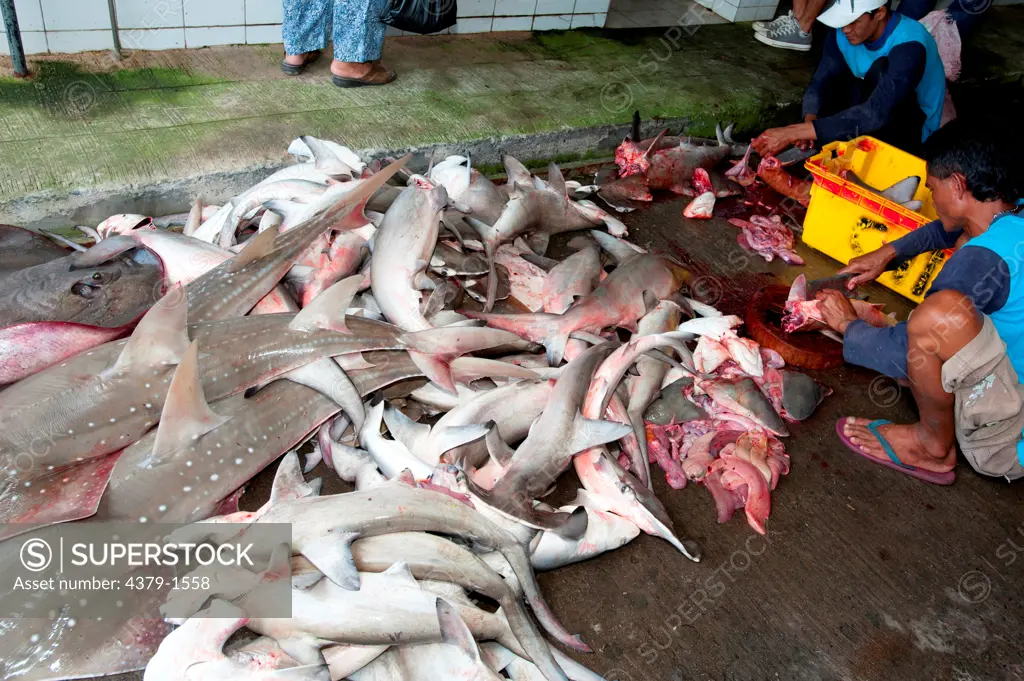 Gutting the sharks and finning them for sale in the markets, Brunei