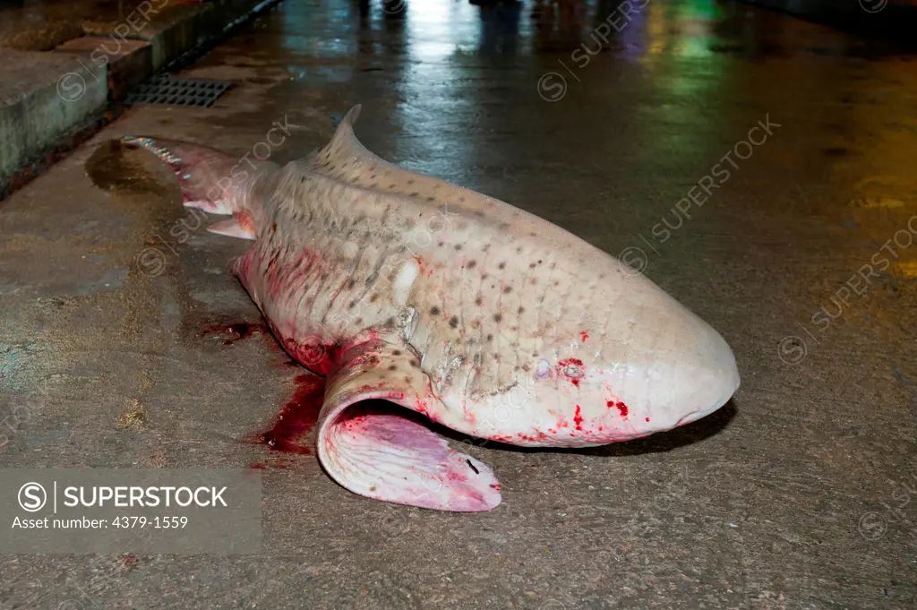 Slaughtered Zebra shark (Stegostomata fasciatum) on floor, Brunei
