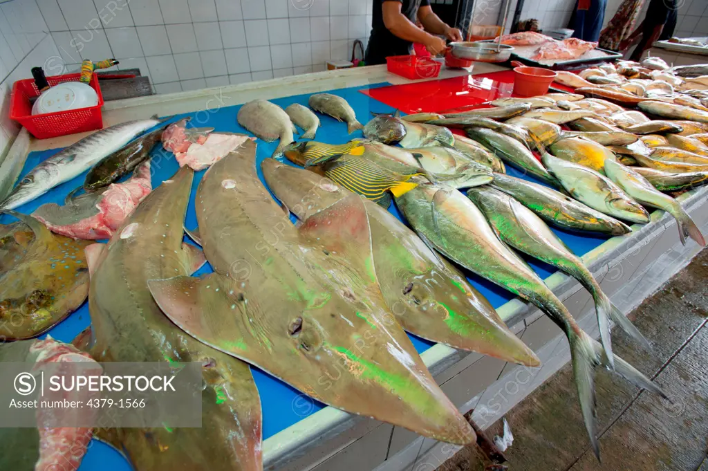 Giant Guitarfish with other species of fish for sale in a fish market, Brunei