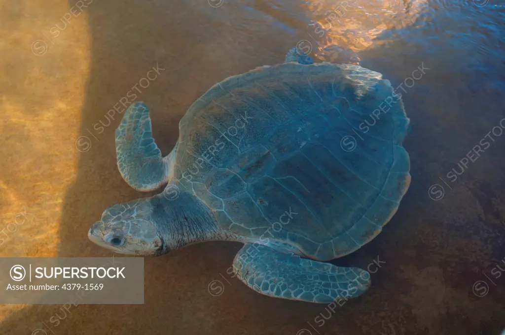 Olive Ridley Sea turtle (Lepidochelys olivacea) in a pool at turtle Rearing and Rehabilitation Center, Brunei