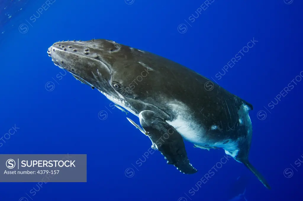 A young humpback whale (Megaptera novaengliae), Toku, Vava'u, Tonga.