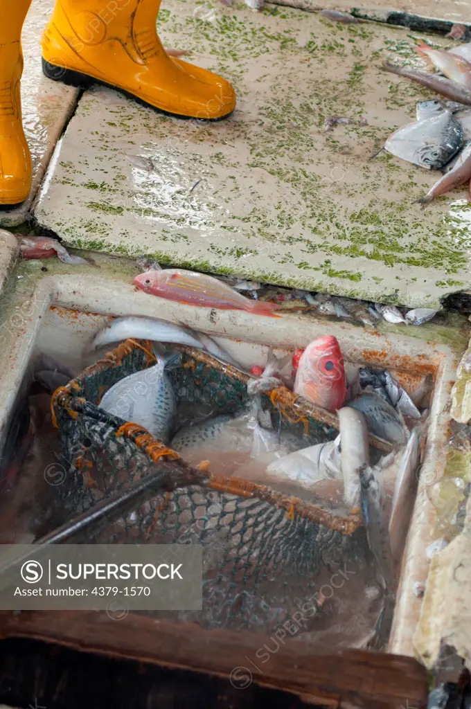 Fish being taken out of the hold, Brunei