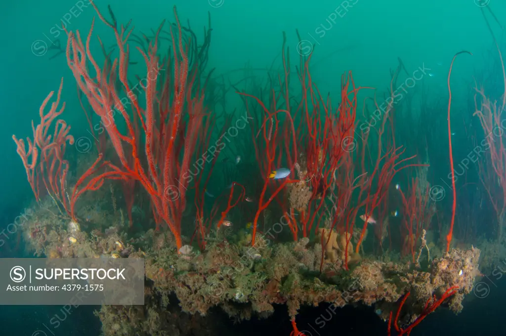 Sea fans with fish on an old barge wreck, Brunei