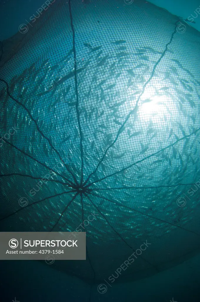Varieties of fishes inside of floating nets in an offshore cage culture, Brunei