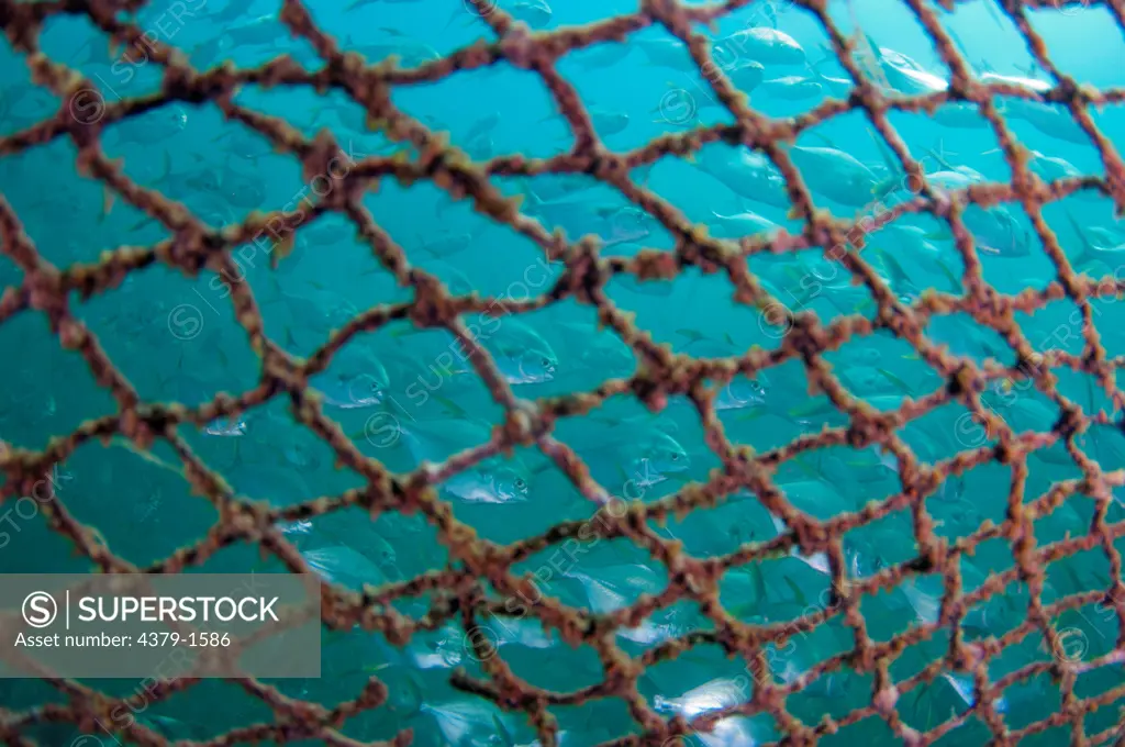 Offshore cage culture floating net holds Giant trevally (Caranx ignobilis),  Brunei - SuperStock