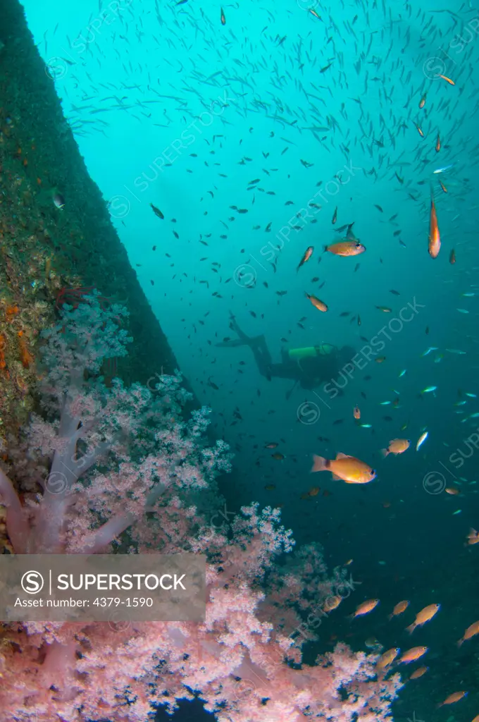 Pink tree coral and Narrow-lined cardinalfish (Archamia fucata) with a scuba diver in background, Brunei