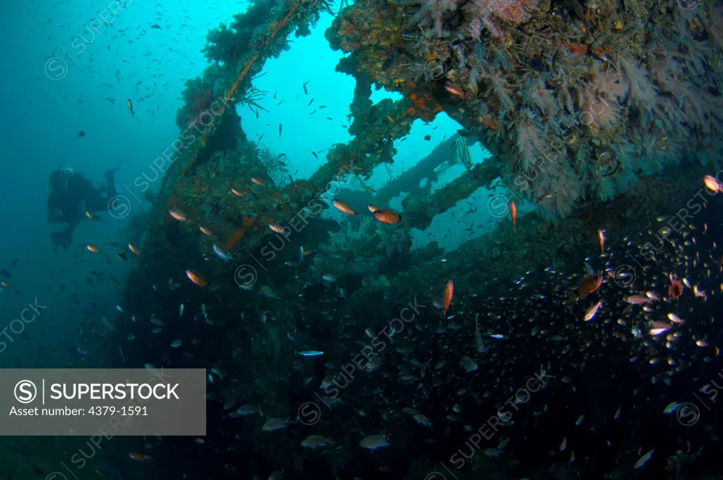 Scuba diver descends into a sunken barge wreck displays a large variety of marine life, Brunei