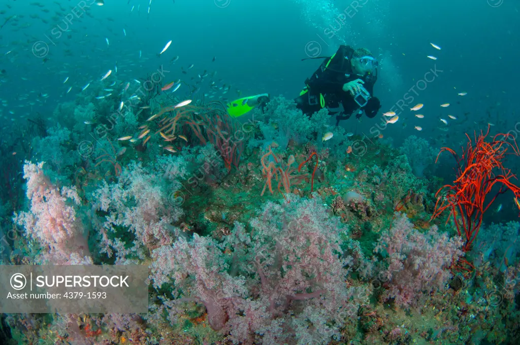 Tree coral and fish with a scuba diver on sunken barge wreck, Brunei